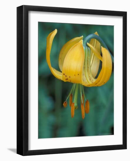 Tiger Lily, Olympic National Park, Washington, USA-William Sutton-Framed Photographic Print