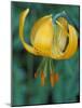 Tiger Lily, Olympic National Park, Washington, USA-William Sutton-Mounted Photographic Print