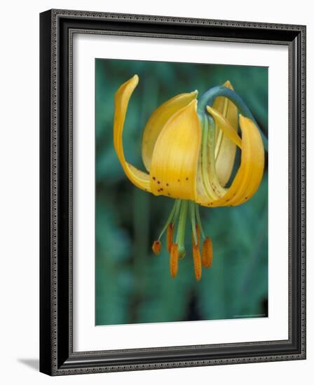 Tiger Lily, Olympic National Park, Washington, USA-William Sutton-Framed Photographic Print