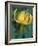 Tiger Lily, Olympic National Park, Washington, USA-William Sutton-Framed Photographic Print