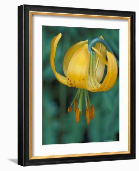 Tiger Lily, Olympic National Park, Washington, USA-William Sutton-Framed Photographic Print