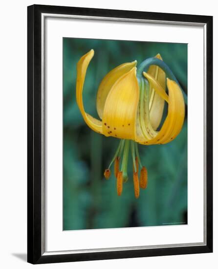 Tiger Lily, Olympic National Park, Washington, USA-William Sutton-Framed Photographic Print