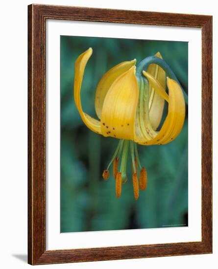 Tiger Lily, Olympic National Park, Washington, USA-William Sutton-Framed Photographic Print