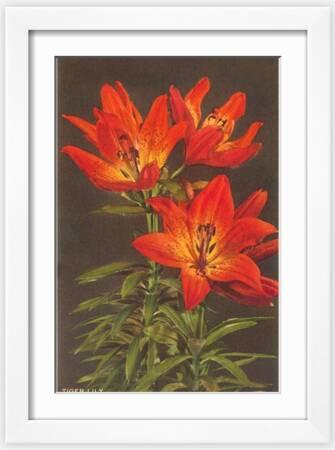Tigerlily Prints & Wall Art | Art.com
