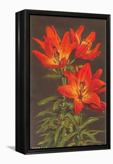 Tiger Lily-null-Framed Stretched Canvas