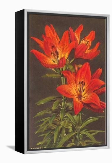 Tiger Lily-null-Framed Stretched Canvas