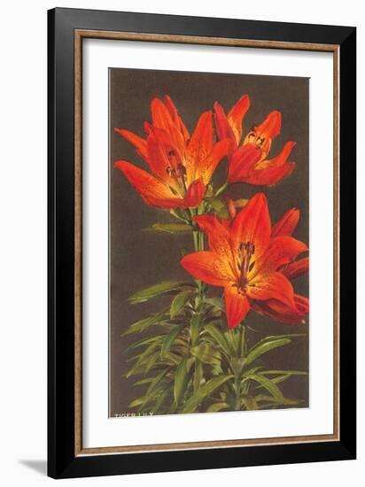 Tiger Lily-null-Framed Art Print