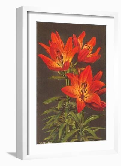 Tiger Lily-null-Framed Art Print