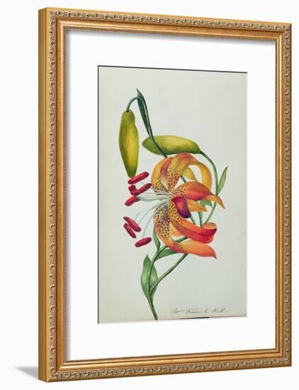 Tiger Lily-Mrs Frederick Hill-Framed Giclee Print