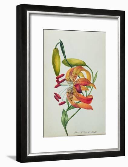 Tiger Lily-Mrs Frederick Hill-Framed Giclee Print