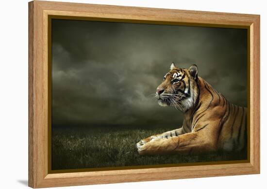 Tiger Looking And Sitting Under Dramatic Sky With Clouds-yuran-78-Framed Premier Image Canvas