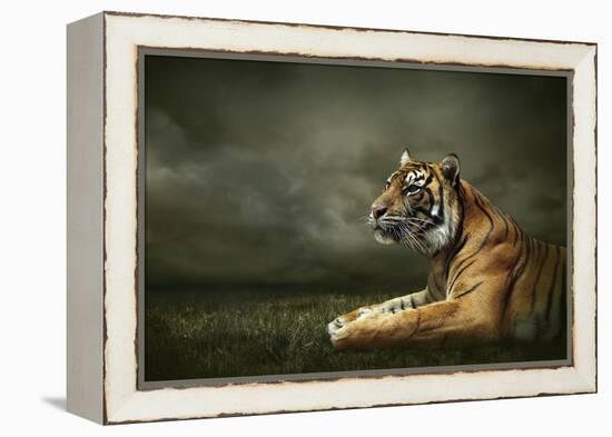 Tiger Looking And Sitting Under Dramatic Sky With Clouds-yuran-78-Framed Premier Image Canvas