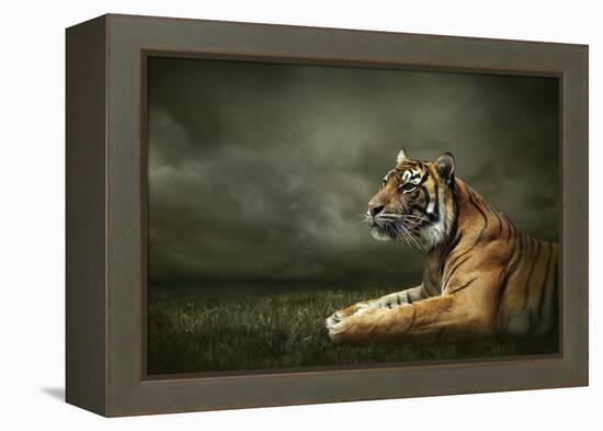 Tiger Looking And Sitting Under Dramatic Sky With Clouds-yuran-78-Framed Premier Image Canvas