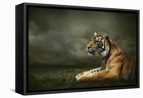 Tiger Looking And Sitting Under Dramatic Sky With Clouds-yuran-78-Framed Premier Image Canvas