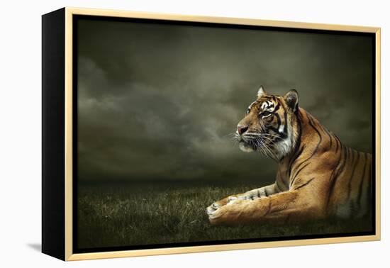 Tiger Looking And Sitting Under Dramatic Sky With Clouds-yuran-78-Framed Premier Image Canvas