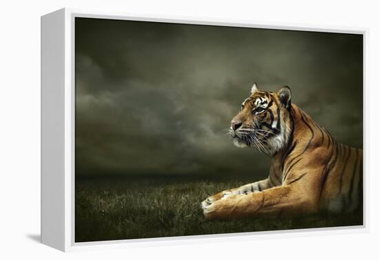 Tiger Looking And Sitting Under Dramatic Sky With Clouds-yuran-78-Framed Premier Image Canvas