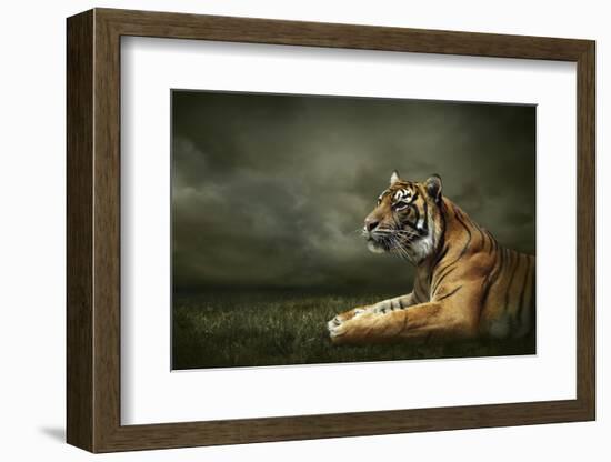 Tiger Looking And Sitting Under Dramatic Sky With Clouds-yuran-78-Framed Photographic Print