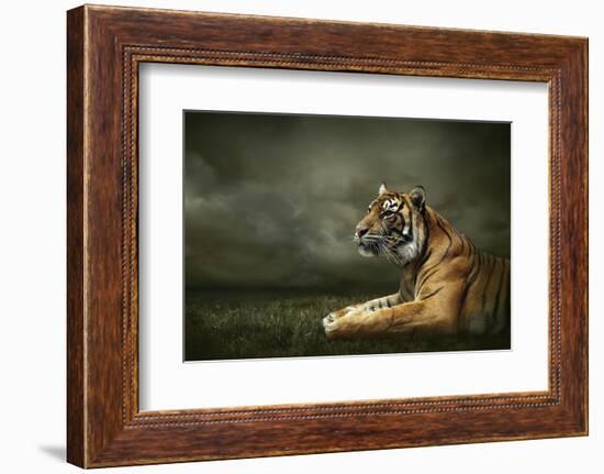 Tiger Looking And Sitting Under Dramatic Sky With Clouds-yuran-78-Framed Photographic Print