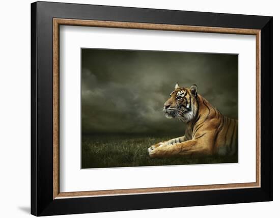 Tiger Looking And Sitting Under Dramatic Sky With Clouds-yuran-78-Framed Photographic Print