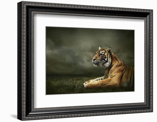 Tiger Looking And Sitting Under Dramatic Sky With Clouds-yuran-78-Framed Photographic Print