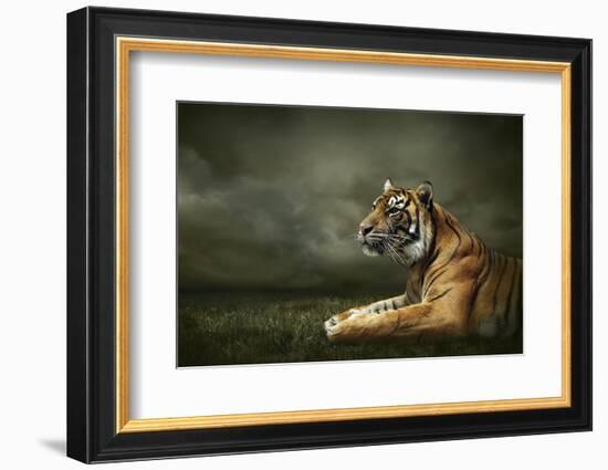 Tiger Looking And Sitting Under Dramatic Sky With Clouds-yuran-78-Framed Photographic Print