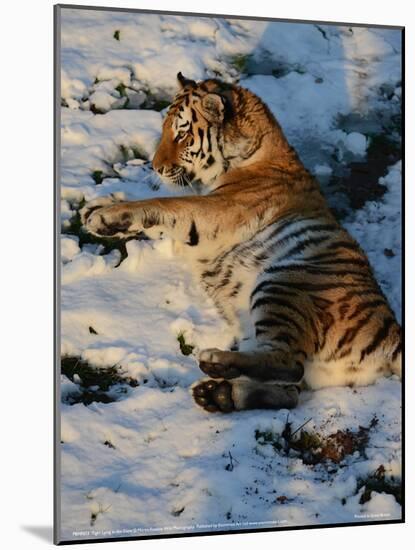 Tiger Lying in the Snow Full Bleed-Martin Fowkes-Mounted Giclee Print