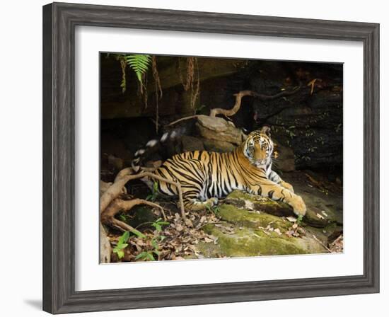 Tiger, Lying on Stone and Flicking Tail, Bandhavgarh National Park, India-Tony Heald-Framed Photographic Print