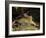 Tiger, Lying on Stone and Flicking Tail, Bandhavgarh National Park, India-Tony Heald-Framed Photographic Print