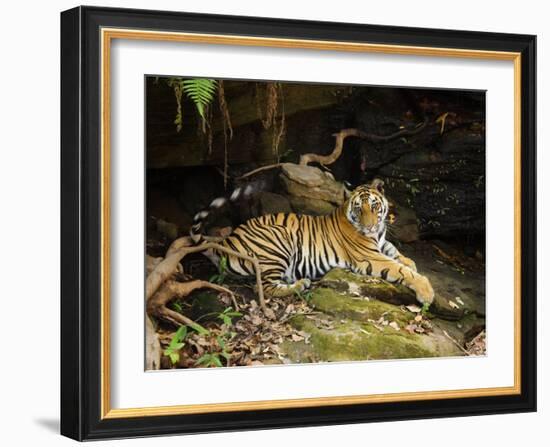 Tiger, Lying on Stone and Flicking Tail, Bandhavgarh National Park, India-Tony Heald-Framed Photographic Print