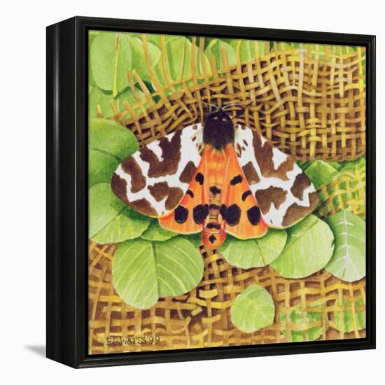 Tiger Moth, 1999-E.B. Watts-Framed Premier Image Canvas