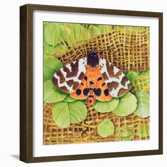 Tiger Moth, 1999-E.B. Watts-Framed Giclee Print