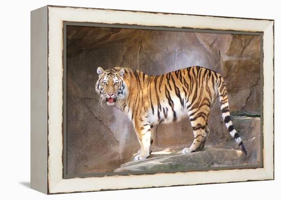 Tiger on Ledge-Lantern Press-Framed Stretched Canvas