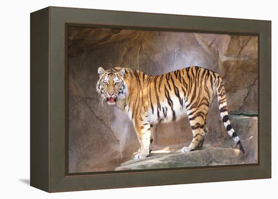 Tiger on Ledge-Lantern Press-Framed Stretched Canvas