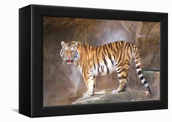 Tiger on Ledge-Lantern Press-Framed Stretched Canvas