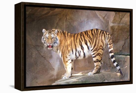 Tiger on Ledge-Lantern Press-Framed Stretched Canvas