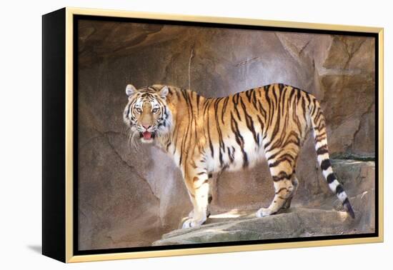 Tiger on Ledge-Lantern Press-Framed Stretched Canvas