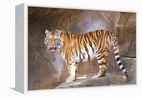 Tiger on Ledge-Lantern Press-Framed Stretched Canvas