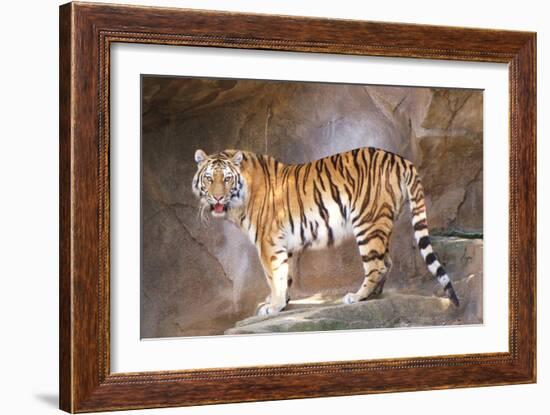 Tiger on Ledge-Lantern Press-Framed Art Print