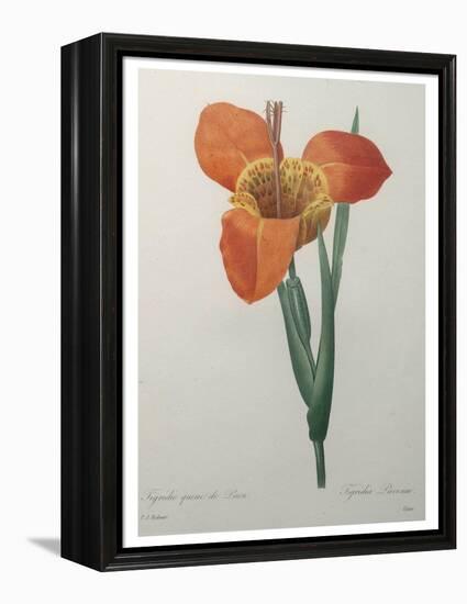 Tiger or Shell Flower-Pierre-Joseph Redoute-Framed Stretched Canvas