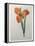 Tiger or Shell Flower-Pierre-Joseph Redoute-Framed Stretched Canvas