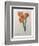 Tiger or Shell Flower-Pierre-Joseph Redoute-Framed Premium Giclee Print