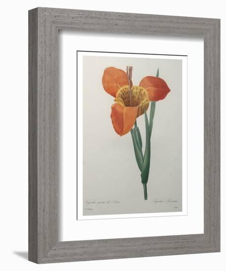 Tiger or Shell Flower-Pierre-Joseph Redoute-Framed Premium Giclee Print