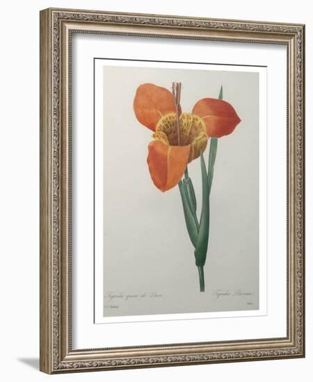 Tiger or Shell Flower-Pierre-Joseph Redoute-Framed Art Print