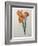 Tiger or Shell Flower-Pierre-Joseph Redoute-Framed Art Print