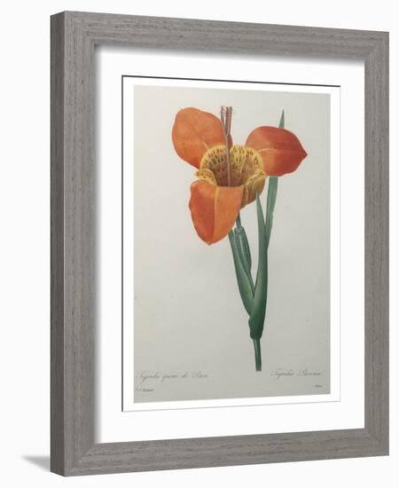 Tiger or Shell Flower-Pierre-Joseph Redoute-Framed Art Print