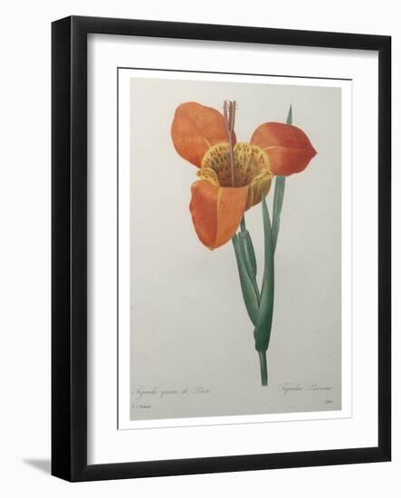 Tiger or Shell Flower-Pierre-Joseph Redoute-Framed Art Print