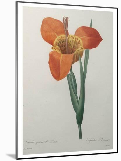 Tiger or Shell Flower-Pierre-Joseph Redoute-Mounted Art Print