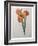 Tiger or Shell Flower-Pierre-Joseph Redoute-Framed Art Print