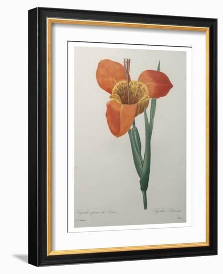 Tiger or Shell Flower-Pierre-Joseph Redoute-Framed Art Print