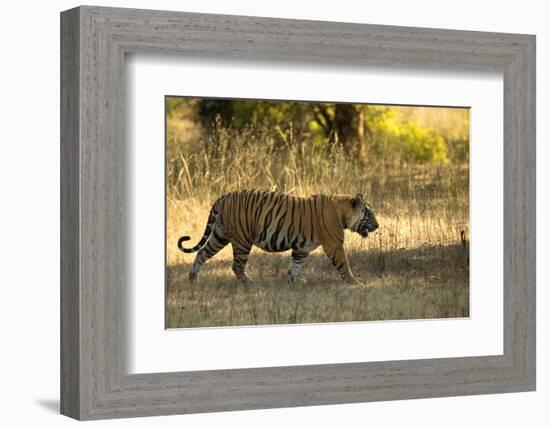 Tiger (Panthera Tigris Tigris), Male Portrait, Bandhavgarh, India, February 2013-Danny Green-Framed Photographic Print